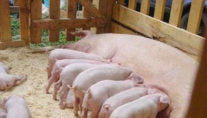 Особенности разведения свиней в домашних условиях
